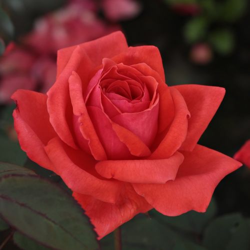 Rozen bestellen en bezorgen - floribunda roos - rood - Rosa Resolut® - matig geurende roos - Mathias Tantau, Jr. - Rijk en doorbloeiend, felgekleurde bloem.